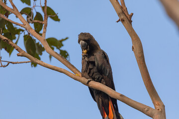 Glossy Black Cockatoo eating in a tree.