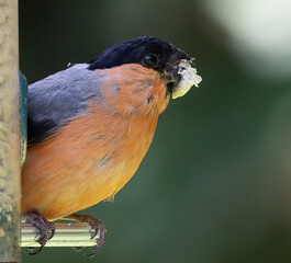 Closeup of a Eurasian bullfinch with some food in the beak.