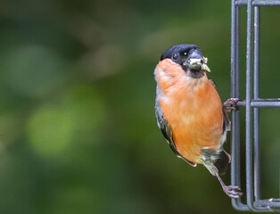 Closeup of a Eurasian bullfinch with some food in the beak.