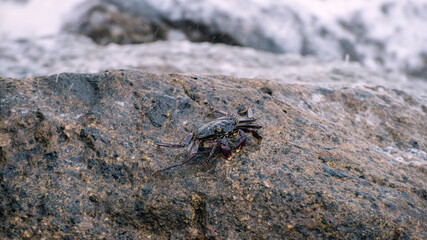 Isolated crab walking on the wet rock on the beach.