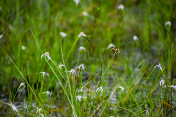 Whitetop Sedge Sedge in a field of grass