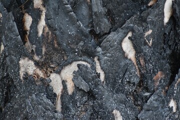 scorched palm tree trunk in forest