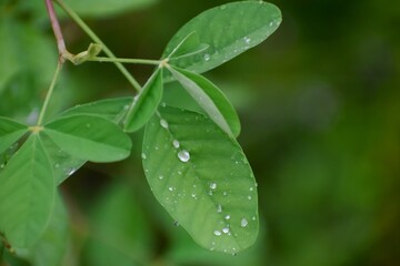 Drops of water on grass