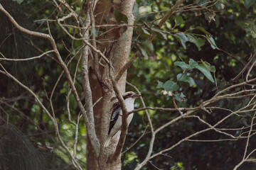 Laughing Kookaburra sitting in a tree. 