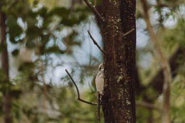 Laughing Kookaburra sitting in a tree. 