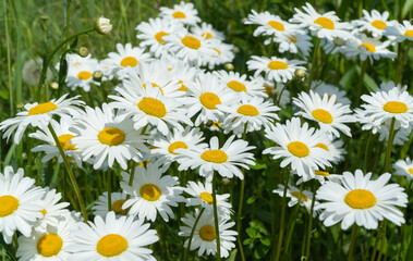 field of daisies. selective focus. Matricaria recutita is a plant widely used for medicinal and cosmetic purposes.