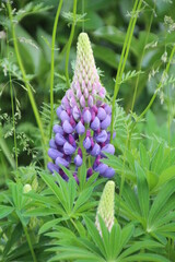 Garden Of Spring, Edmonton, Alberta