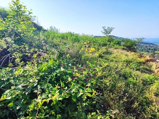 flowers in the mountains