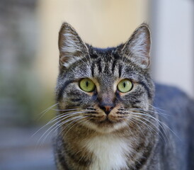 Portrait of a yellow-eyed gray striped cat