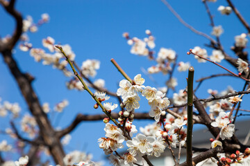 Flowers plum blossoming in spring