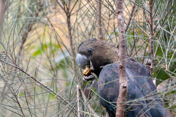 Glossy Black Cockatoo eating in a tree.