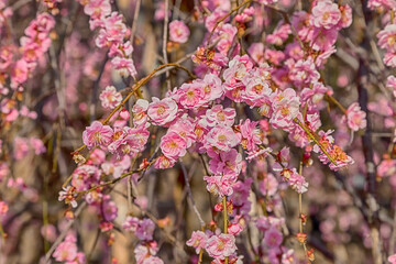 Pink plum blossom Flowers in spring.