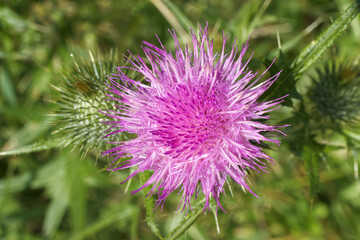 Silybum marianum or also milk thistle. The closeup view of the blooming blossom. Also known as cardus marianus, blessed milkthistle, Marian thistle, , Saint Mary's thistle. Flat lay, top down view.