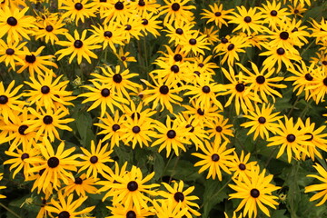 Yellow Autumn, U of A Botanic Gardens, Devon, Alberta