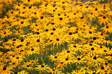 Glory Of Autumn, U of A Botanic Gardens, Devon, Alberta