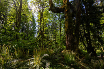 Snoqualmie Falls forest giant trees at Washington State during summer.
