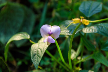 Naklejka na ściany i meble Beautiful purple cowpea (Vigna unguiculata) flower blooming in the garden