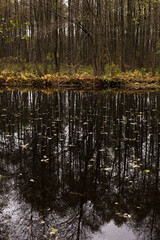 Forest lake in autumn, reflection of falling flies
