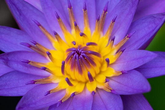 A close-up of a purple waterlily