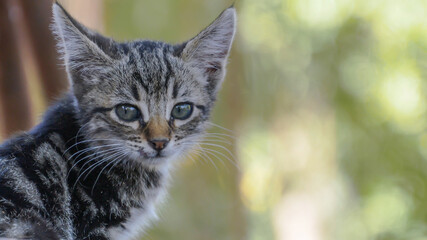 Puppy cat looking at camera. Selective focus