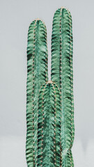 Trendy plants on white content. Cactus on white background wall.