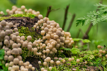 Scattered dung beetle, a mushroom of the Psatirella family, previously belonged to the dung family. Inedible due to the small size of the caps containing very little pulp.