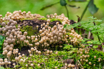 Scattered dung beetle, a mushroom of the Psatirella family, previously belonged to the dung family. Inedible due to the small size of the caps containing very little pulp.