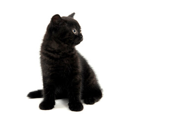 black parody kitten sitting on white isolated photo