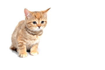 ginger striped purebred cat sitting on white isolated background