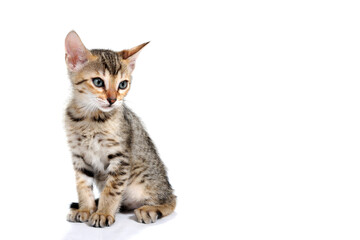 Tabby purebred kitten sits on a white isolated background