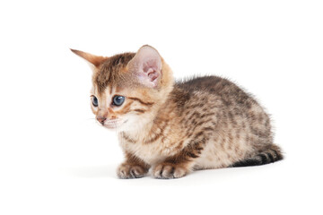 Tabby purebred kitten sits on a white isolated background