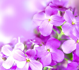 beautiful purple flowers on bokeh background. Spring blossom