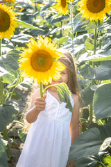 Little happy girl holding a big sunflower in her hand, big yellow flowers, a child in a field of sunflowers.
