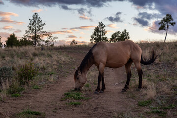 Fototapeta premium Young Horse in a field during a sunny spring sunset. Taken in Savona, BC, Canada.