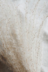 pampas grass neutral beige color on beige linen texture background close up. Plant texture. Poster....