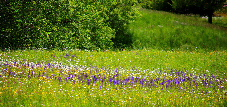 bunte blumenwiese