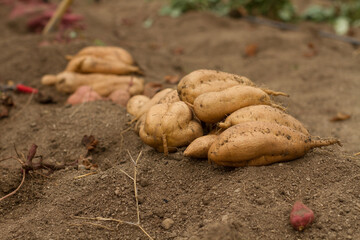 Expert farmer grow sweet potato and harvest on autumn season.