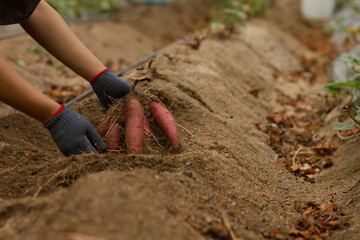 Japanese farmer harvesting sweet potato at farm.