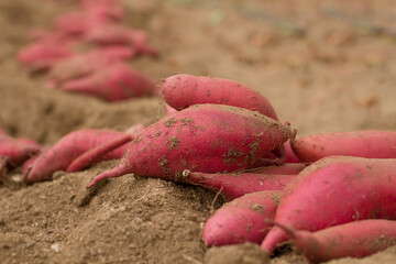 Stack of sweet potato on soil after harvest.