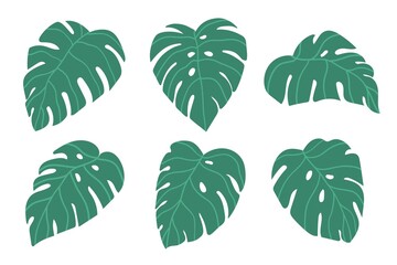 Fototapeta na wymiar set of palm trees, monstera leaves vector illustration