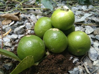 lime on the tree