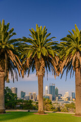 Perth Cityscape framed by Canary Island Date Palms in Kings Park. Perth is a modern vibrant city and is the state capital of Western Australia, Australia.