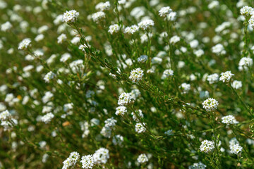 Berteroa incana, hoary alyssum. Blooming white flowers berteroa incana in the meadow. Flowering plants in the wild. Beautiful summer or autumn background, wallpaper. Selective focus