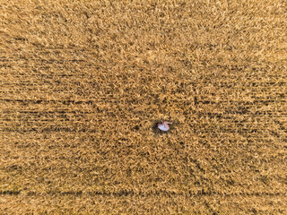 Aerial view of woman lying in the field of wheat