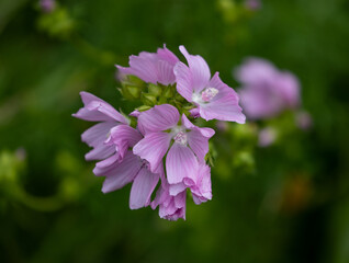 Closeup shot of blooming pink musk mallow flowers - obrazy, fototapety, plakaty
