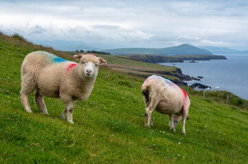 Sheep in Ireland
