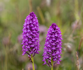 Closeup of the pyramidal orchid, Anacamptis pyramidalis.