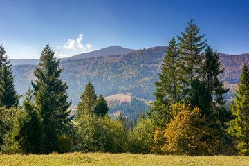landscape with coniferous forest on the hill. beautiful nature scenery on a bright sunny morning. wonderful carpathian mountain landscape in autumn with clouds on the sky