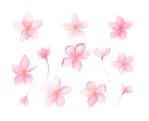 Watercolor sakura blossom flowers set isolated on white background. Pink spring flowers floral collection.