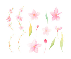 Watercolor Sakura blossom flowers set isolated on white background. Pink spring flowers floral collection.